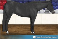 Horse Color:Black Varnish Rabicano