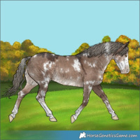 Horse Color:White Spotted Liver Red Dun Mushroom Sabino Rabicano 