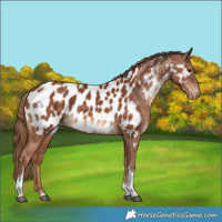 Horse Color:White Spotted Chestnut Tobiano Appaloosa 