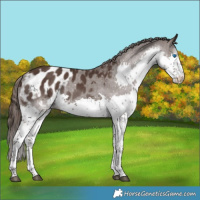 Horse Color:Liver Chestnut Sabino Splash Tobiano Appaloosa 