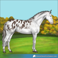 Horse Color:Liver Chestnut Sabino Splash Tobiano Appaloosa 