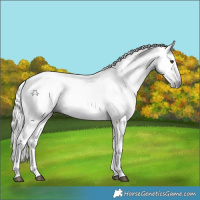 Horse Color:Gray White Spotted Liver Chestnut Sabino Rabicano 