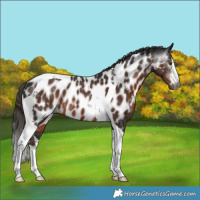 Horse Color:Gray White Spotted Liver Chestnut Tobiano Near Leopard Rabicano 