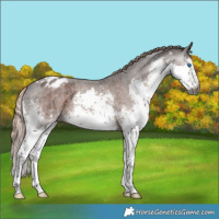 Horse Color:Gray White Spotted Liver Chestnut Sabino Splash Blanket Rabicano 