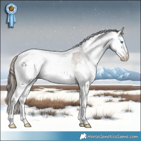 Horse Color:White Spotted Liver Chestnut Sabino Splash Appaloosa  and White Spotted Black Pearl Splash Appaloosa Rabicano 