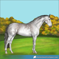 Horse Color:Gray White Spotted Liver Chestnut Sabino Appaloosa Rabicano 