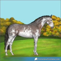 Horse Color:Gray White Spotted Liver Chestnut Sabino Appaloosa Rabicano 