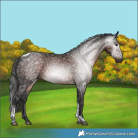 Horse Color:Gray White Spotted Liver Chestnut Tobiano 