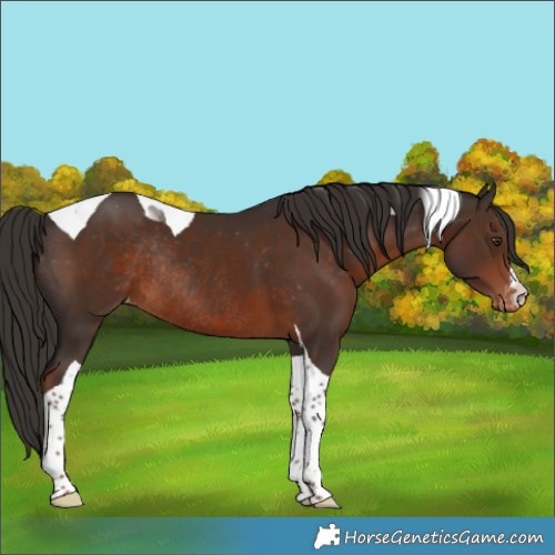 Horse Color:Liver Chestnut Tobiano Appaloosa Rabicano 