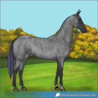 Horse Color:Painted Blue Roan 
