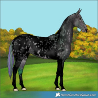 Horse Color:Void Painted Watercolor Buckskin Roan Tobiano Appaloosa