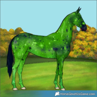 Horse Color:ERROR: UNKNOWN ANOMALY