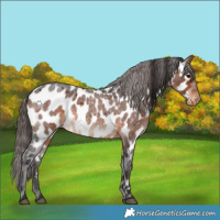 Horse Color:Brown Roan Appaloosa 