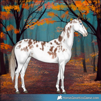 Horse Color:White Spotted Liver Chestnut Splash Tobiano Appaloosa 