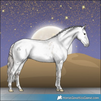 Horse Color:Gray White Spotted Grullo Pearl Sabino Appaloosa Rabicano 