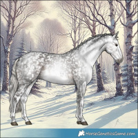 Horse Color:Gray White Spotted Silver Black Appaloosa Rabicano 