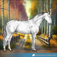 Horse Color:Gray White Spotted Grullo Splash Appaloosa Rabicano 