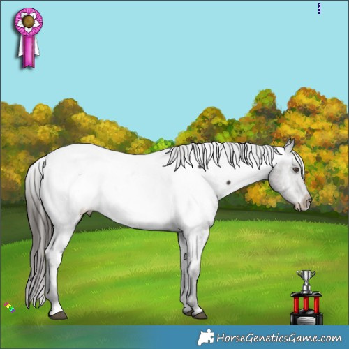 Horse Color:Liver Chestnut Appaloosa