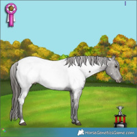 Horse Color:Liver Chestnut Appaloosa 