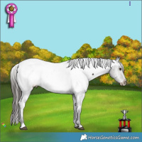 Horse Color:Liver Chestnut Appaloosa