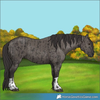 Horse Color:Smoky Black  and Smoky Grullo 
