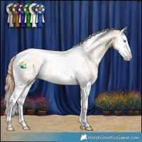 Horse Color:White Spotted Gold Champagne Dun Splash Tobiano Rabicano 