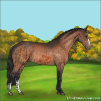 Horse Color:Bay Appaloosa  and Bay Appaloosa