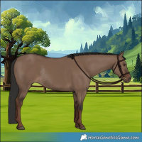 Horse Color:Liver Red Dun Rabicano 