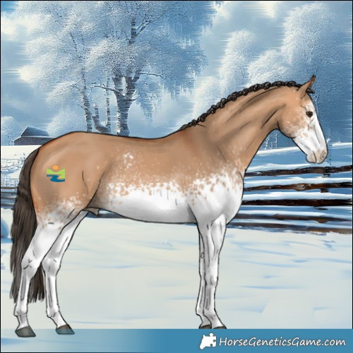 Horse Color:White Spotted Bay Dun 