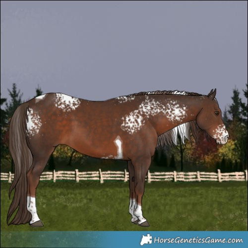 Horse Color:White Spotted Liver Chestnut Tobiano 