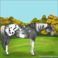 Horse Color:White Spotted Black Splash Tobiano Frame Appaloosa 