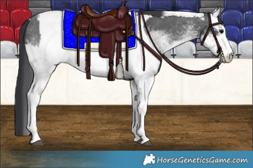 Horse Color:White Spotted Blue Roan Rabicano and White Spotted Blue Roan Rabicano