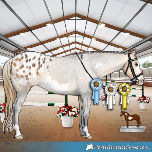 Horse Color:Buckskin Frame Appaloosa Rabicano 
