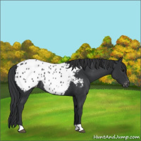 Horse Color:Black Appaloosa Rabicano 