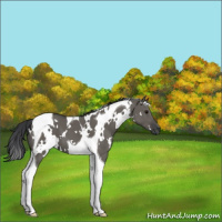 Horse Color:White Spotted Grullo Tobiano