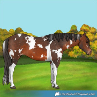 Horse Color:White Spotted Brown Tobiano Varnish 
