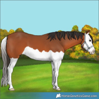 Horse Color:Bay Splash