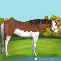 Horse Color:Bay Splash 