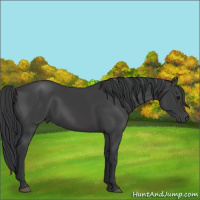Horse Color:Black 