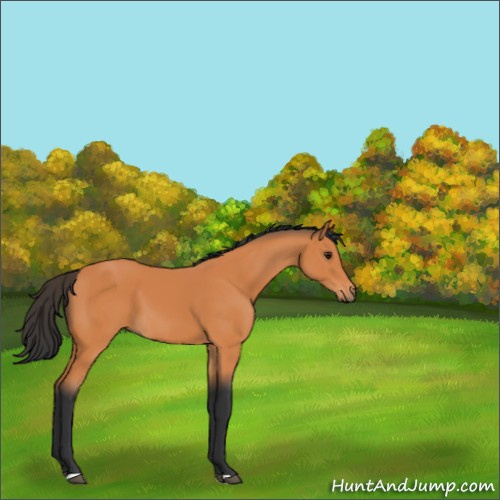 Horse Color:Bay 