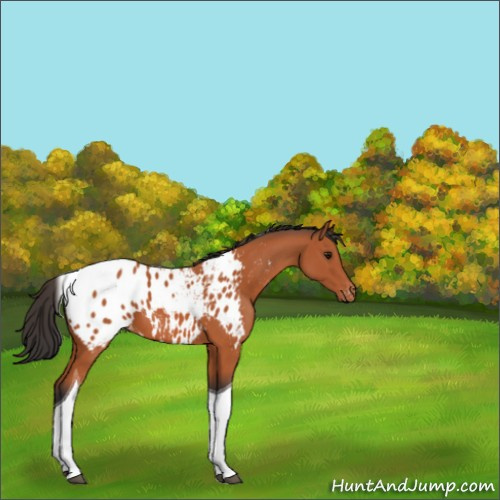 Horse Color:Bay Tobiano Appaloosa 
