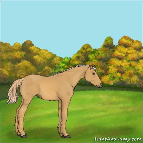 Horse Color:Palomino 
