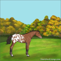 Horse Color:Bay Appaloosa 