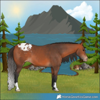 Horse Color:Bay Appaloosa 