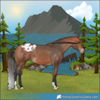 Horse Color:Bay Appaloosa 