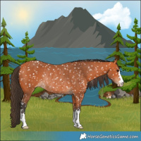 Horse Color:Bay Appaloosa Rabicano 