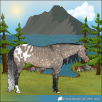 Horse Color:Brown Dun Appaloosa 