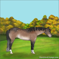 Horse Color:Bay Appaloosa 