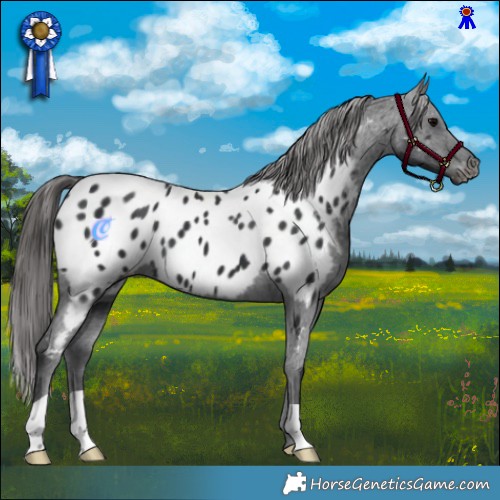 Horse Color:Black Appaloosa 