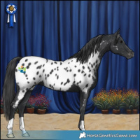 Horse Color:Black Appaloosa 